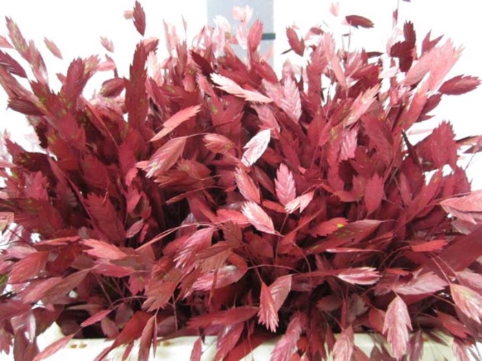 <h4>Chasmanthium Bordeaux</h4>