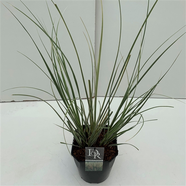 Graminées Cortederia sell. 'Mini Silverpampas'