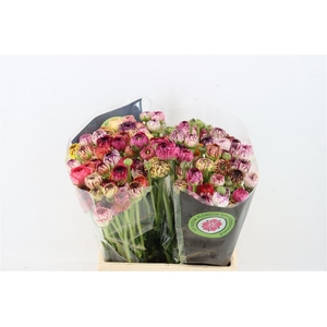 Ran Elegance Cappucino Mix