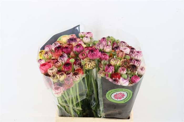 <h4>Ran Elegance Cappucino Mix</h4>