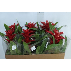 GUZMANIA VERMELHA P14