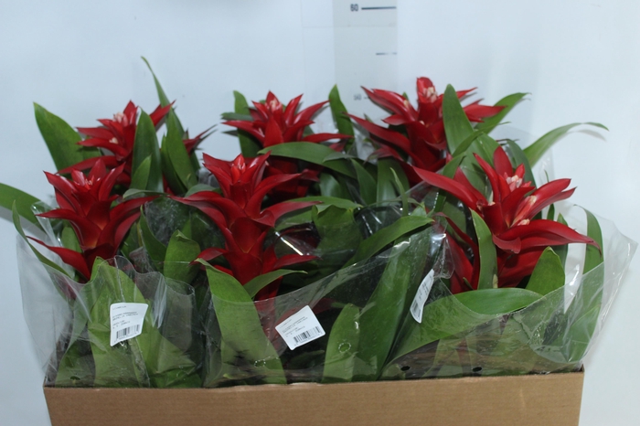 <h4>GUZMANIA VERMELHA P14</h4>