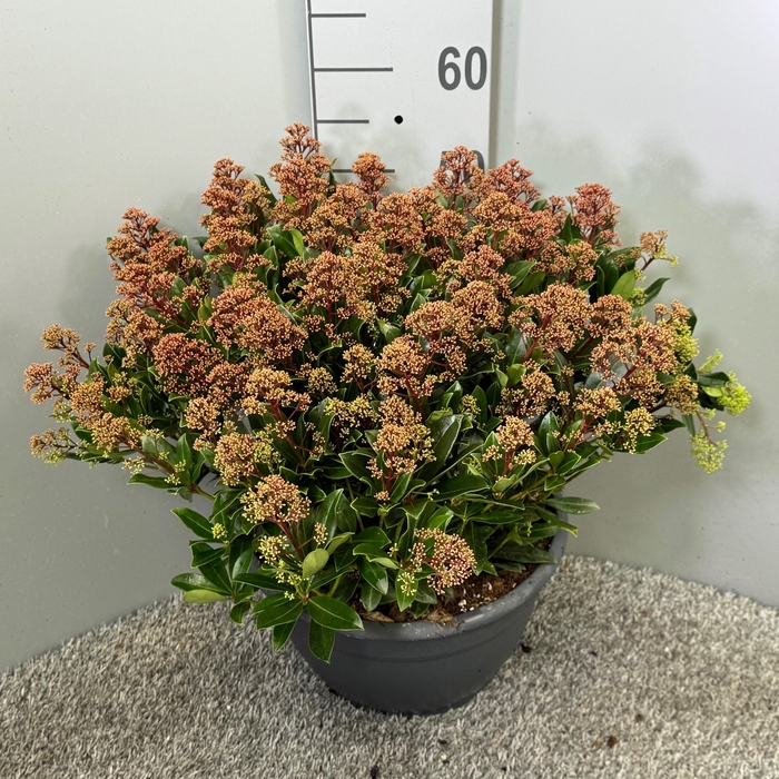 <h4>Skimmia japonica 'Rubesta Jos' Schaal XL</h4>
