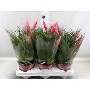 Vriesea  'Astrid'