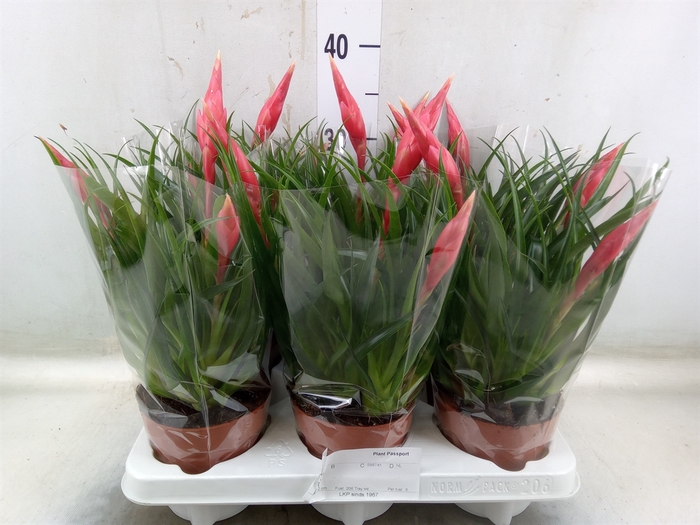 <h4>Vriesea  'Astrid'</h4>