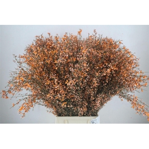 Ginster 400gr Orange P Bunch