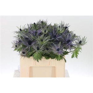 Eryngium A Don Stone