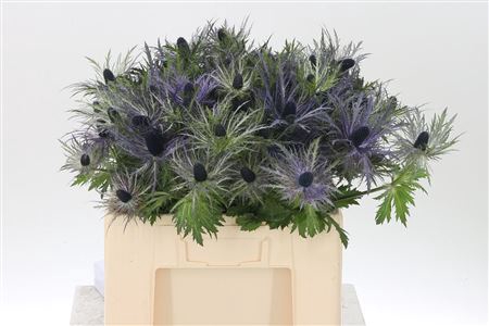 <h4>Eryngium A Don Stone</h4>