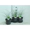 Miscanthus sinensis Gracillimus