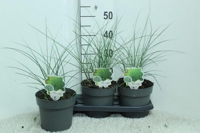 Miscanthus sinensis Gracillimus