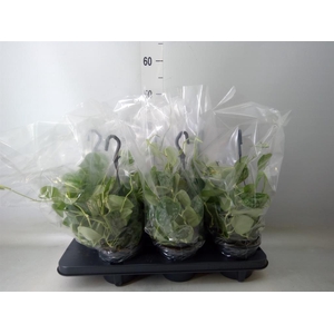 Scindapsus pictus 'Silvery Ann'