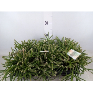 Rhipsalis baccifera subsp. horrida