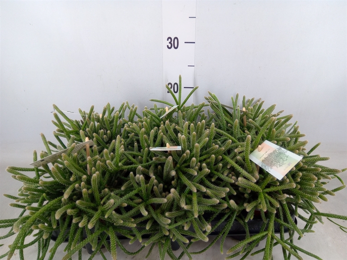 <h4>Rhipsalis baccifera subsp. horrida</h4>
