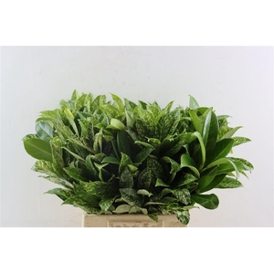 Laurier Kers 55 Cm Per Tak