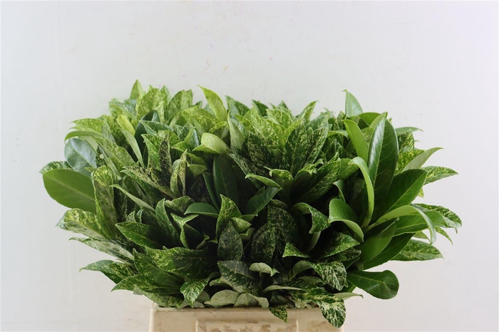 <h4>Laurier Kers 55 Cm Per Tak</h4>