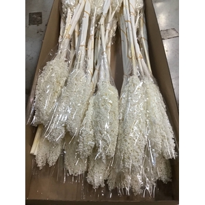 DRIED BLEACHED SORGHUM PB