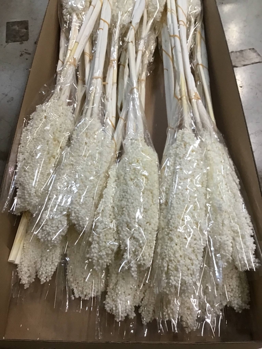 <h4>DRIED BLEACHED SORGHUM PB</h4>