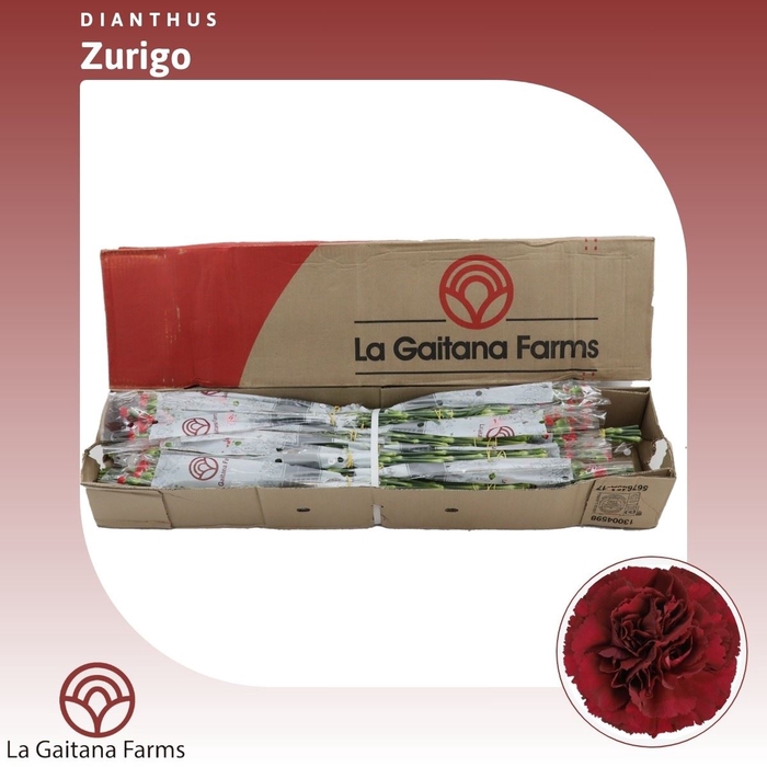 <h4>Dianthus St Zurigo</h4>