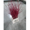 CORNUS ROT