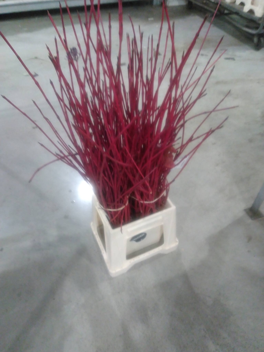 CORNUS ROT