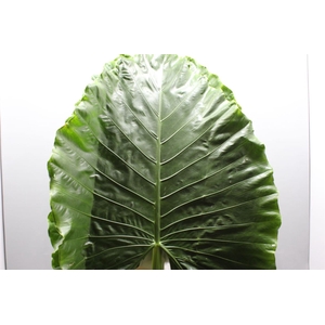 Alocasia Green Xl