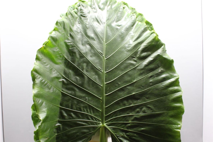 <h4>Alocasia Green Xl</h4>