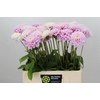 Dahlia Sweet Love