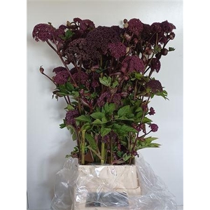 ANGELICA GIGAS EX !