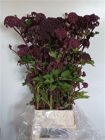 <h4>ANGELICA GIGAS EX !</h4>