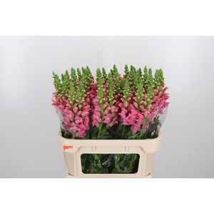 Antirrhinum Po Pink