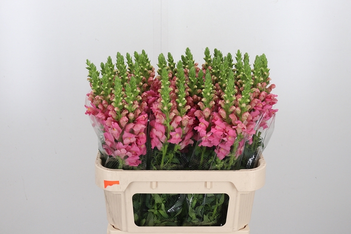 <h4>Antirrhinum Po Pink</h4>