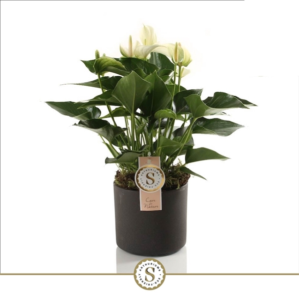 <h4>Bari Keramiek Grey - White Champion 12cm</h4>