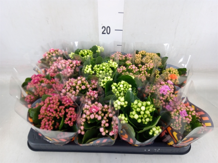 <h4>Kalanchoe blos.   ..rosebud mix  5</h4>