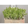 Syr Vu White Wonder 4 Kop