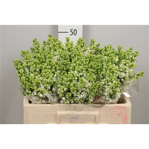 Syr Vu White Wonder 2 Kop