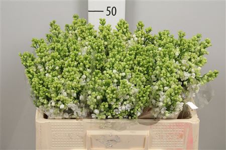 <h4>Syr Vu White Wonder 2 Kop</h4>