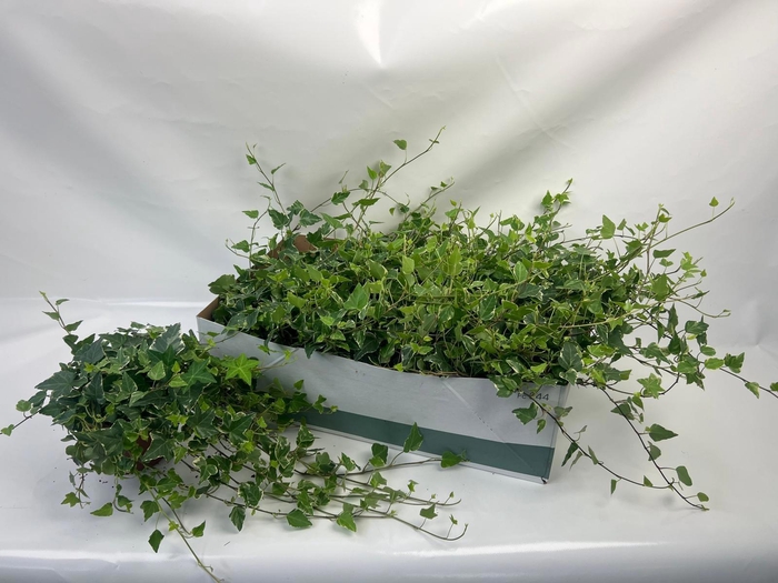 <h4>HED HE TAMARA</h4>