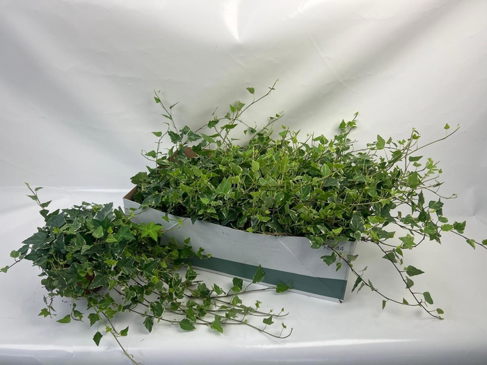 <h4>HED HE TAMARA</h4>