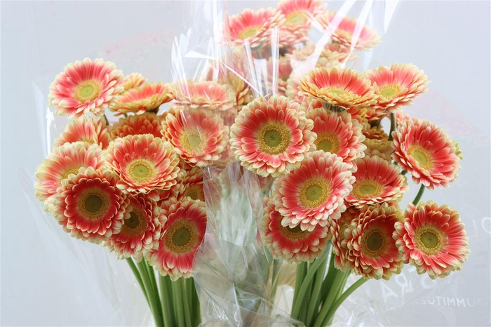 <h4>Ge Mi Tompouce Xxl</h4>