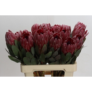 Protea Sharon