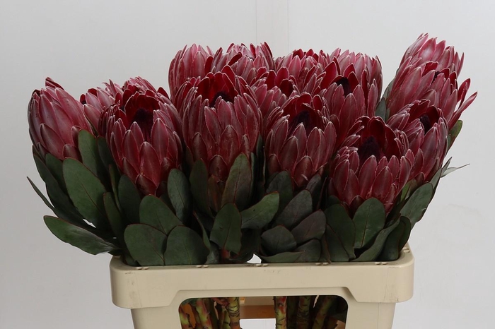 <h4>Protea Sharon</h4>