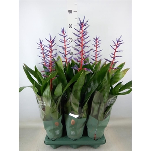 Aechmea  'Blue Rain'