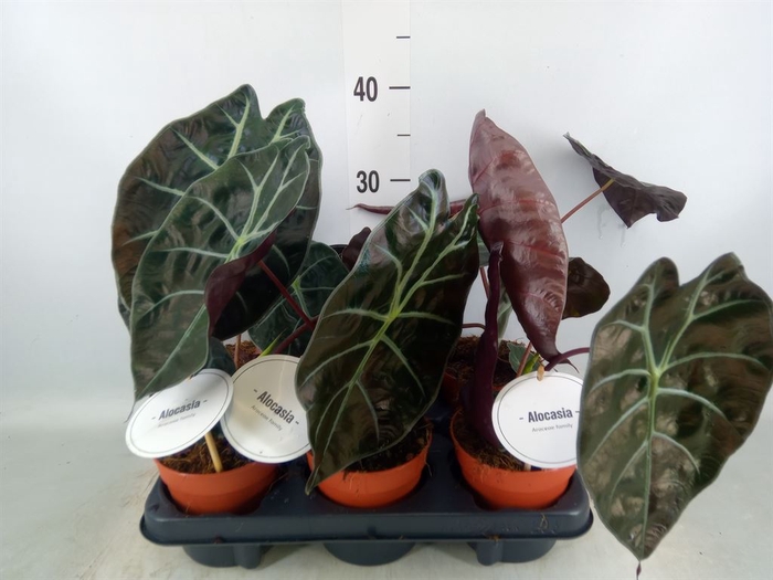 <h4>Alocasia   ...</h4>
