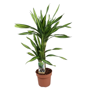 Dracaena frag. 'Riki'