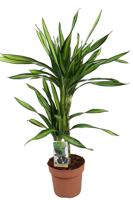 <h4>Dracaena frag. 'Riki'</h4>