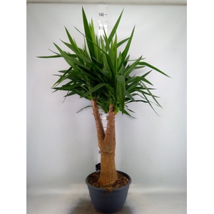 Yucca elephantipes   ...