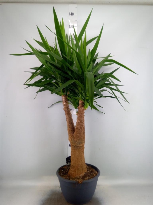 <h4>Yucca elephantipes   ...</h4>
