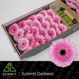 Gerbera Pre-Semmy Doos