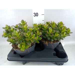 Crassula ovata 'Minor'