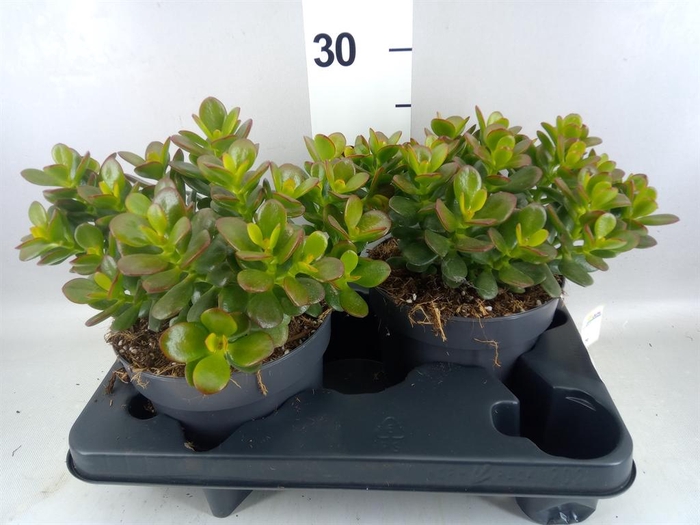 <h4>Crassula ovata 'Minor'</h4>